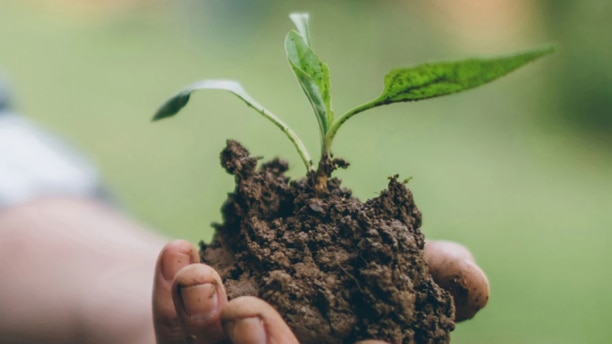 Plan en plongée de mains tenant de la terre et une jeune plante.