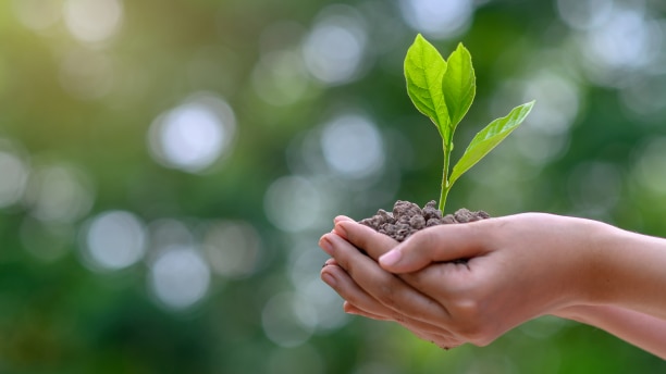 Mains tenant de la terre et une jeune plante.
